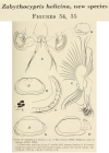 Zabythocypris helicina Maddocks, 1969 from the original decription