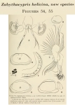 Zabythocypris helicina Maddocks, 1969 from the original decription