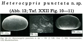 Heterocypris punctata Keyser, 1975 from the original description