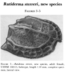 Rutiderma sterreri Kornicker, 1981 from the original description