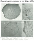 Thaumatocypris orghidani Danielopol & Vandel, 1972 from the original description