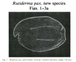 Caribbean Ostracoda