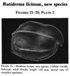 Rutiderma licinum Kornicker, 1983 from the original description