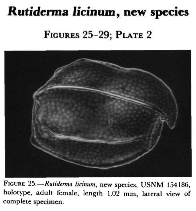 Rutiderma licinum Kornicker, 1983 from the original description