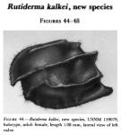 Rutiderma kalkei Kornicker, 1983 from the original description