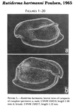 Rutiderma hartmanni Poulsen, 1965 from the original description