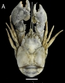 Aegla schubarti, author: Colavite et al. 2024