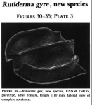 Rutiderma gyre< Kornicker, 1983 from the original description