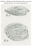 Rutiderma (Rutiderma) dinochelata Kornicker, 1958 from the original description