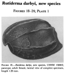 Rutiderma darbyi Kornicker, 1983 from the original description