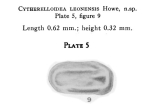 Ostracoda (seed shrimp)