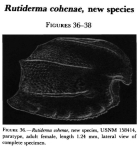 Rutiderma cohenae Kornicker, 1983 from the original description