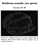 Rutiderma arcuatile Kornicker, 1983 from the original description