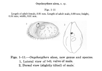 Cytheridella alosa (Tressler, 1939) from original description
