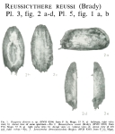 Reussicythere reussi (Brady, 1869) from the original description