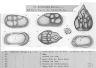 Cytheridella ilosvayi Daday, 1905 from original description