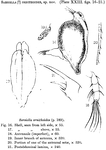 Sarsiella ornithoides Brady, 1902 from the original description