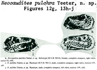 Neocaudites pulchra Teeter, 1975 from the original description