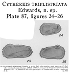 Cythereis triplistriata Edwards, 1944 from the original description
