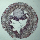 Holotype