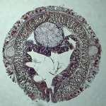 Holotype