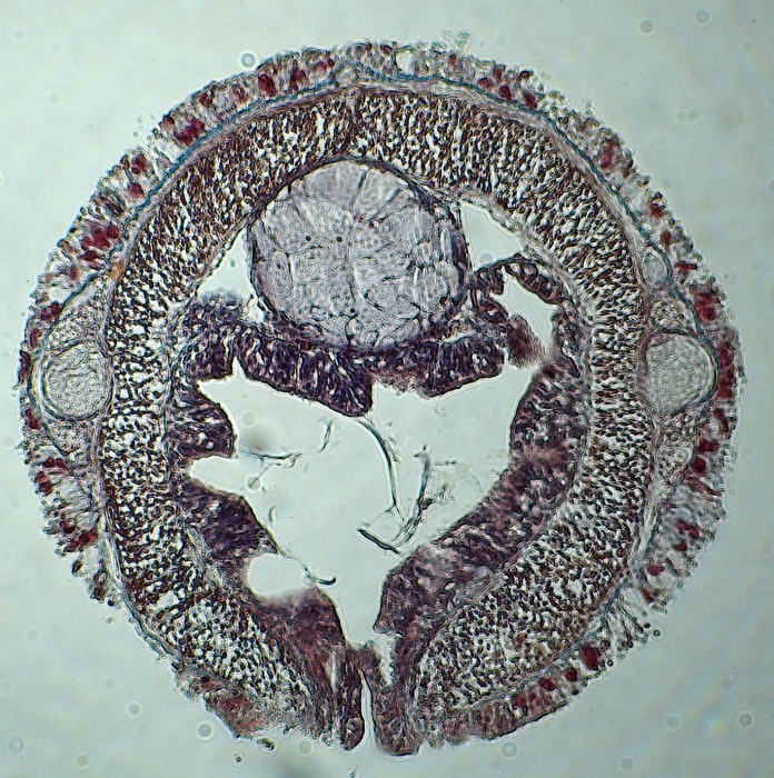 Holotype Holotype