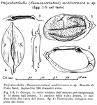 Paijenborchella (Neomonoceratina) mediterranea Ruggieri, 1953 from the original description