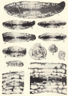 Rugosochusenella zelleri Skinner & Wilde, 1965