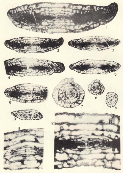 Rugosochusenella zelleri Skinner & Wilde, 1965 Rugosochusenella zelleri Skinner & Wilde, 1965