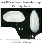 Argilloecia posterotruncata Bold, 1966 from the original description