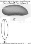 Argilloecia subcylindrica Alexander, 1934 from the original description