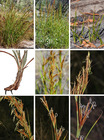 Ammothryon grandiflorum