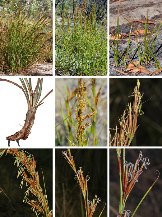 Ammothryon grandiflorum Ammothryon grandiflorum