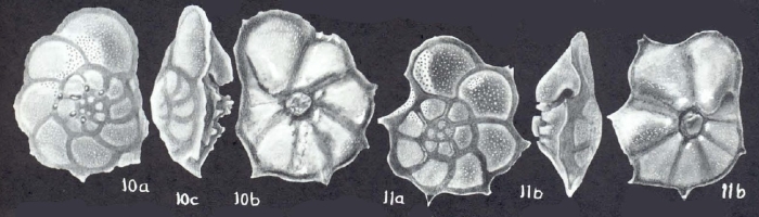Pararotalia calcariformata McCulloch, 1977