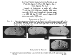 Leptocythere paracastanea Swain, 1955 from original description