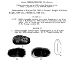 Cytheromorpha warneri Howe & Spurgeon in Howe, Hadley et al., 1935 from original description