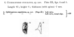 Cytheropteron cuspidatum Jones & Hinde, 1890 from original description