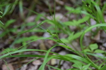 Habitat of Carex gibba Wahlenb.