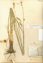 Holotype, Brainerd 209