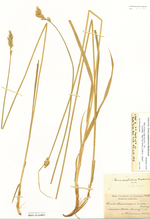 Paratype - Bolander 4978