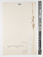 Holotype of Carex hooker-grayi K002564691