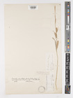 Holotype of Carex hooker-grayi K002564691