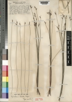 Isotype of Schoenus adnatus from Kew