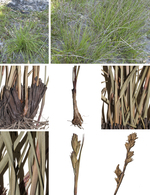 Morelotia australiensis