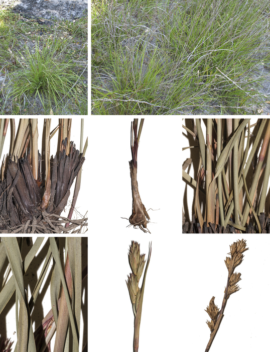 Morelotia australiensis
