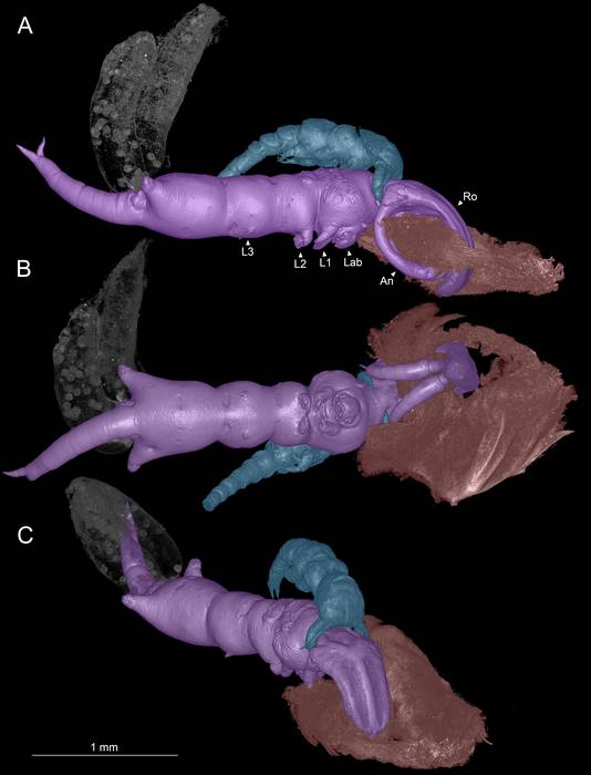 Shiinoa inauris microCT Shiinoa inauris microCT