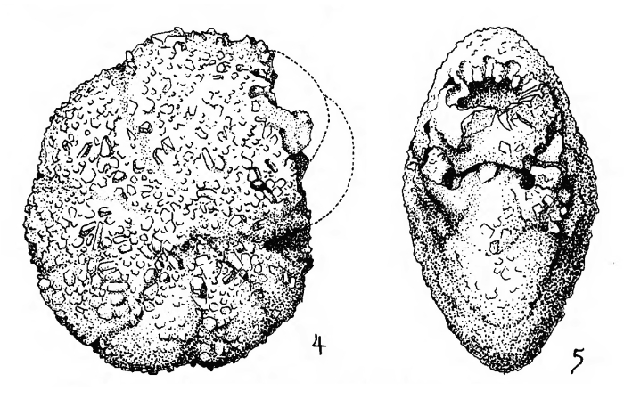 Cyclammina gouldi Warthin, 1934 Cyclammina gouldi Warthin, 1934
