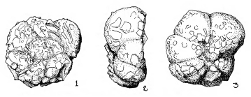 Trochammina rossensis Warthin, 1934