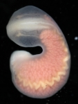 Specimen from Sakhalin (Aniva Bay)
