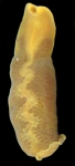 Specimen from the Sea of Japan (Peter the Great Bay)